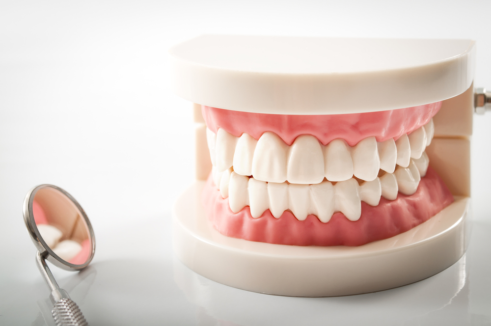 Model of teeth and dental mirror